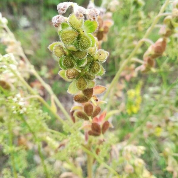 Cynoglossum officinale Fruit