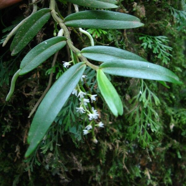 Rhipidoglossum polyanthum Folha