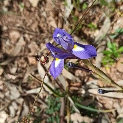 Moraea sisyrinchium Flower