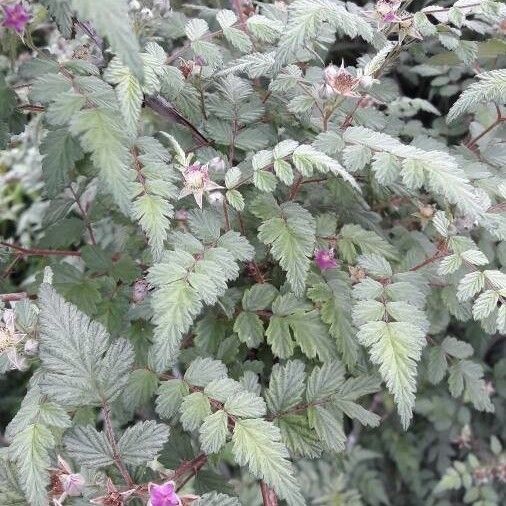 Rubus thibetanus