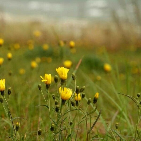 Hieracium umbellatum Žiedas