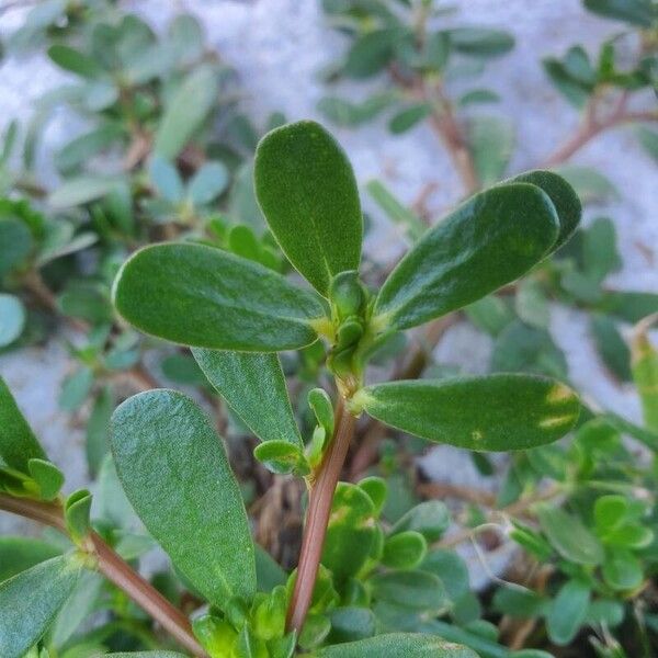 Portulaca oleracea पत्ता