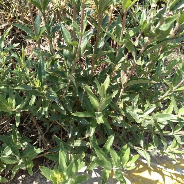 Bouvardia ternifolia Folha