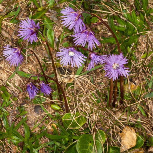 Soldanella alpina Blüte