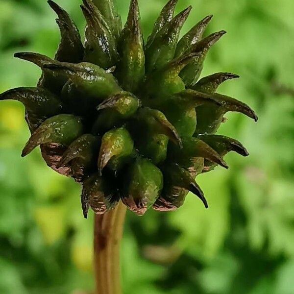 Trollius chinensis Meyve