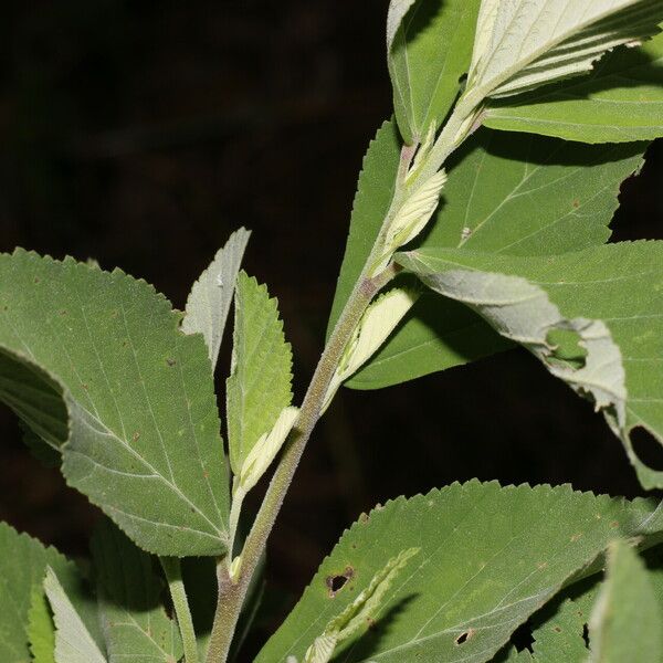 Sida rhombifolia Blatt