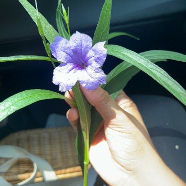 Ruellia simplex Žiedas