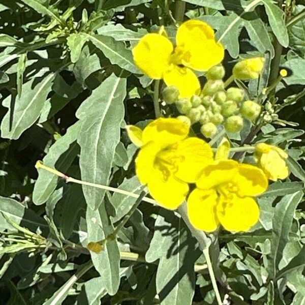 Diplotaxis tenuifolia Çiçek