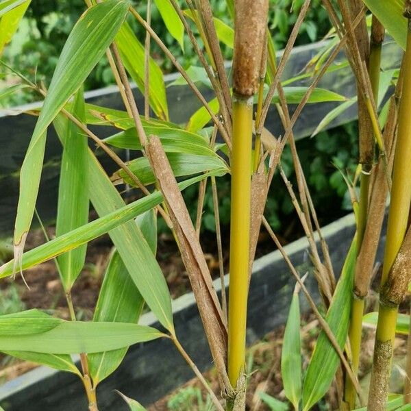 Pseudosasa japonica 樹皮