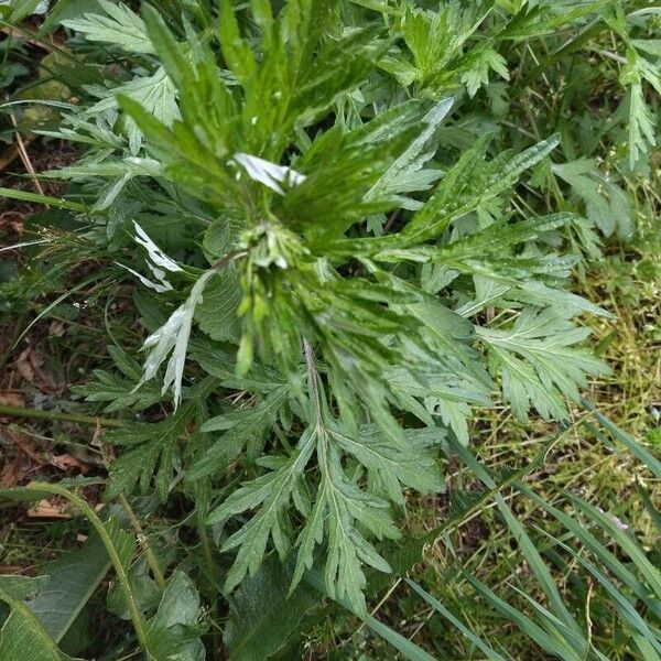 Artemisia vulgaris 叶