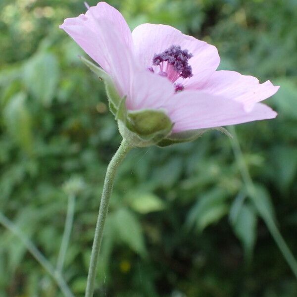 Althaea cannabina ফুল