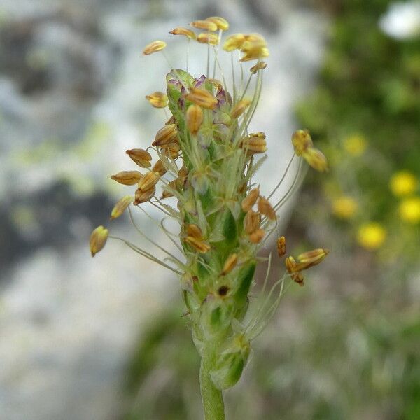 Plantago alpina 花