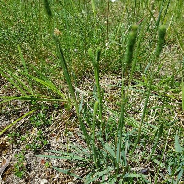 Phleum phleoides Hoja