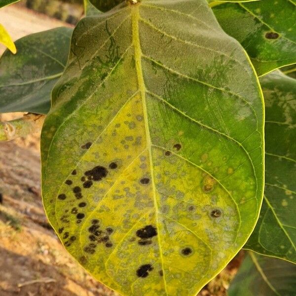 Calotropis procera Folio