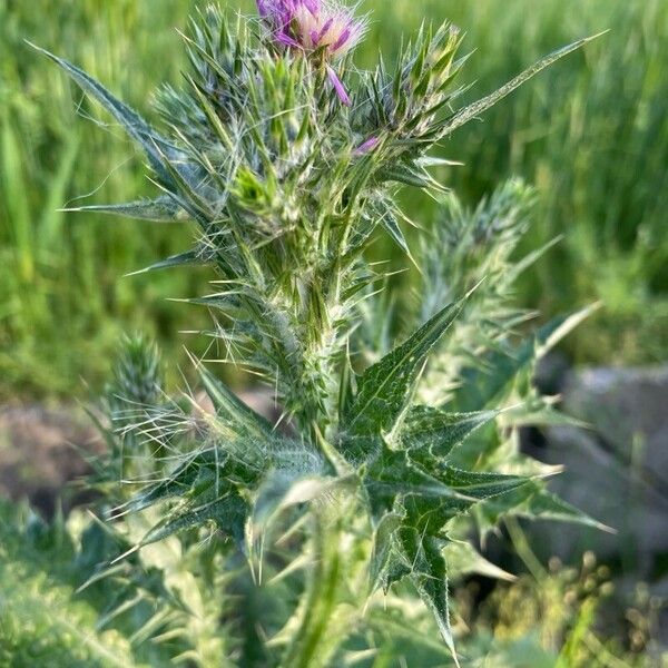 Carduus pycnocephalus Frunză