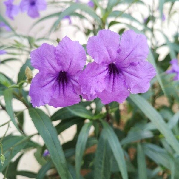 Ruellia simplex 花