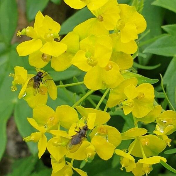 Euphorbia cyparissias Blomst