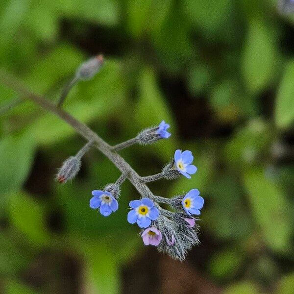 Myosotis arvensis Floro