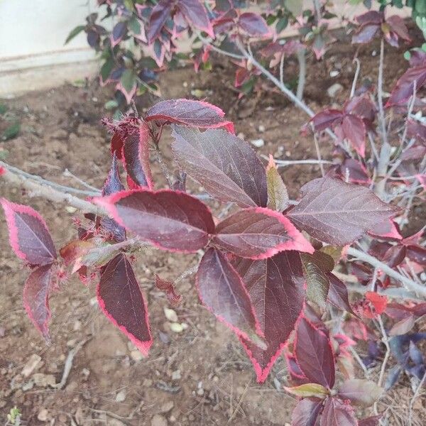 Acalypha wilkesiana Leaf