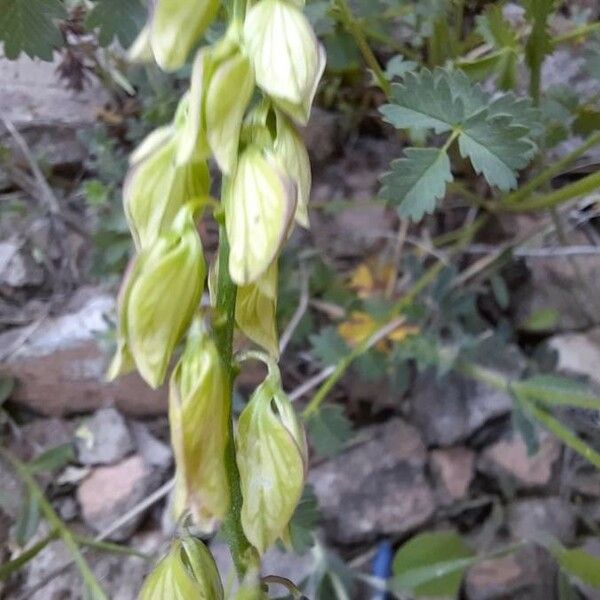 Polygala major Fruit