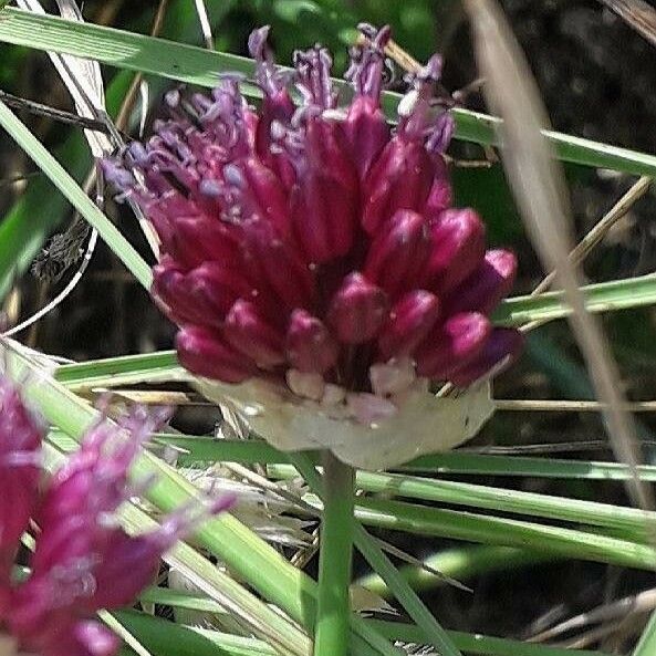 Allium sphaerocephalon Cvet