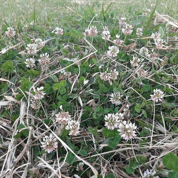 Trifolium repens Natur