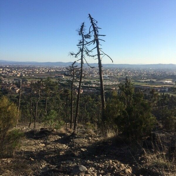 Larix occidentalis Corteza