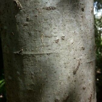 Quercus shumardii 樹皮