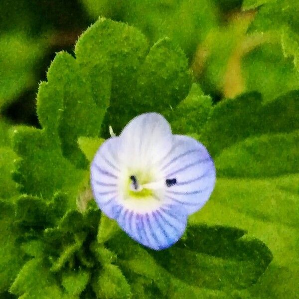 Veronica persica Flower