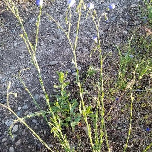 Linum lewisii Leaf