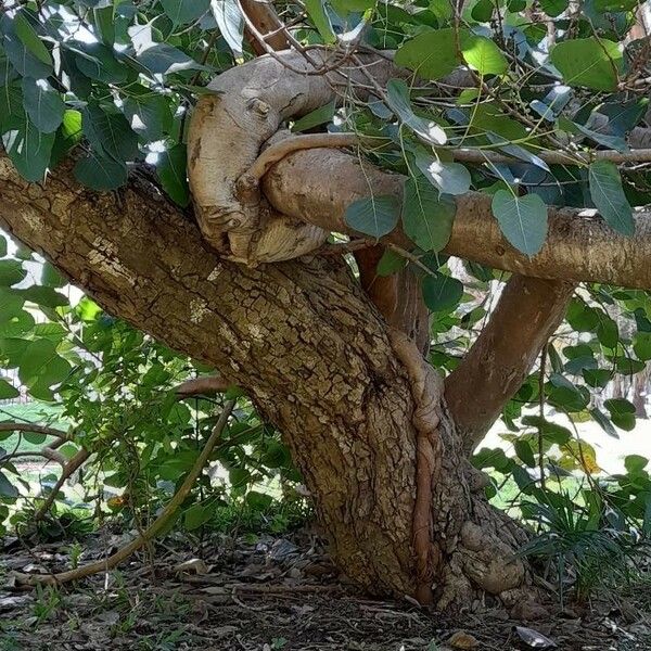 Ficus religiosa кора