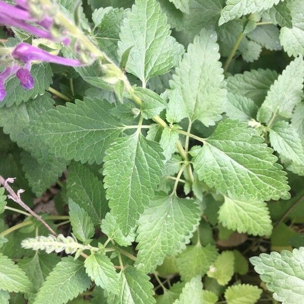 Scutellaria columnae Folha