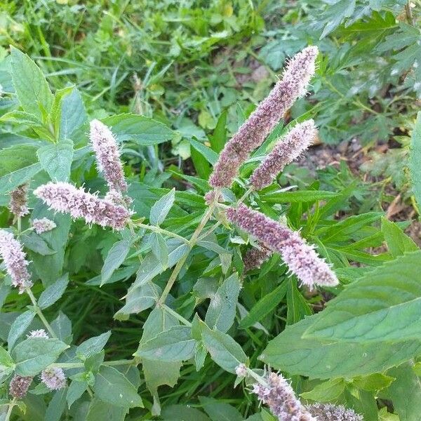 Mentha longifolia Flower