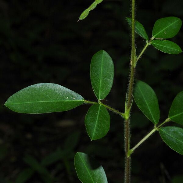 Grona adscendens Кора