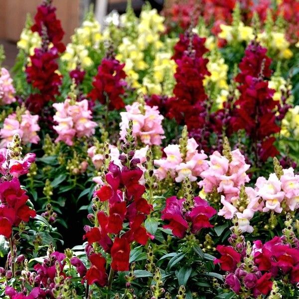 Antirrhinum majus Характер