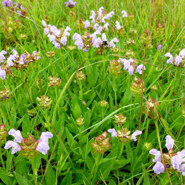 Prunella vulgaris 花