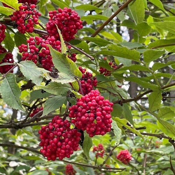 Sambucus racemosa Fruit