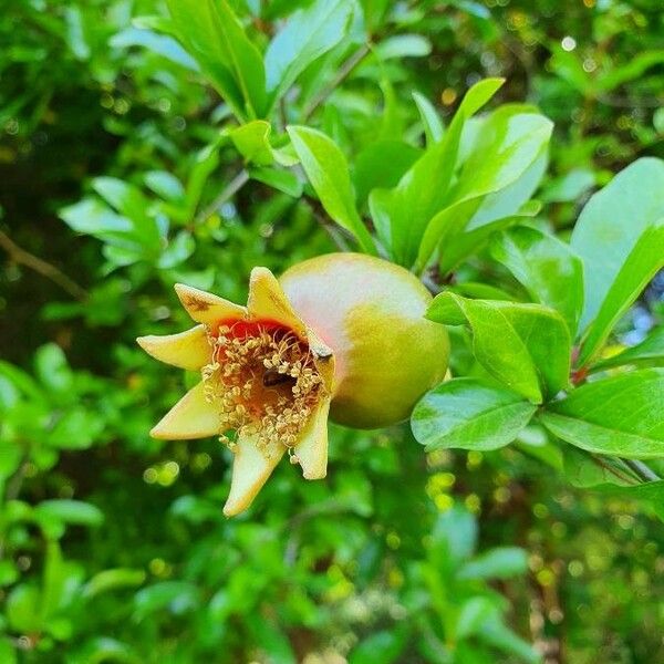 Punica granatum Flower