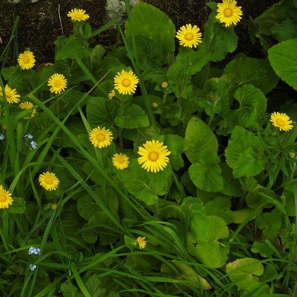 Doronicum columnae Žiedas