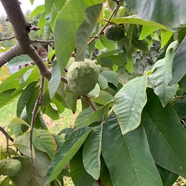 Annona cherimola Foglia