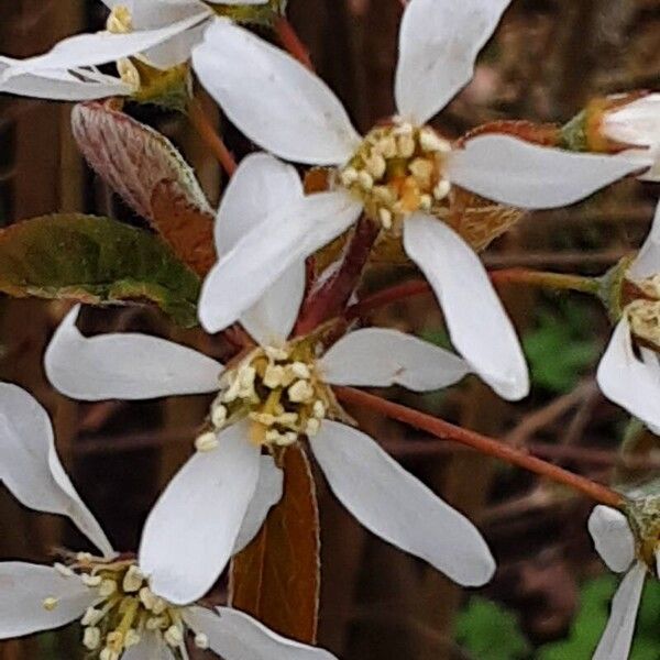 Amelanchier × lamarckii 花