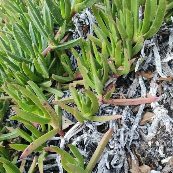 Carpobrotus edulis Blomst