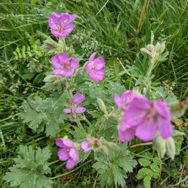 Geranium viscosissimum Blad