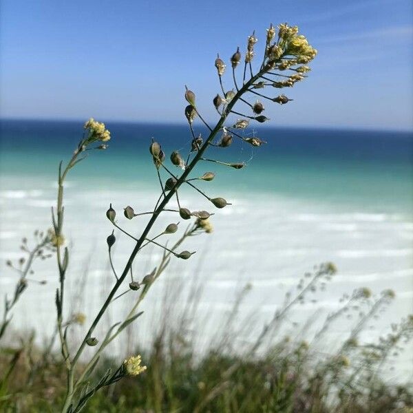 Camelina microcarpa Flower