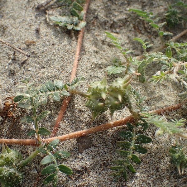 Tribulus terrestris Anders