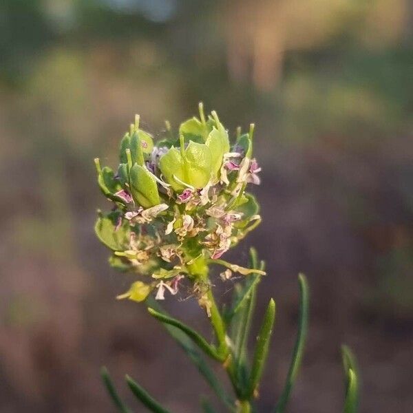 Iberis ciliata Ffrwyth