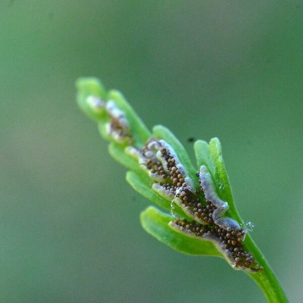 Asplenium seelosii 果実