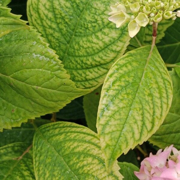 Hydrangea spp. Leaf