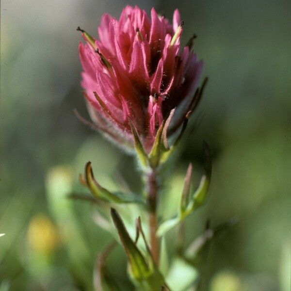 Castilleja parviflora 花