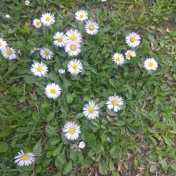 Bellis perennis Flower